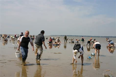 Où pratiquer la pêche à pied dans le Morbihan ?