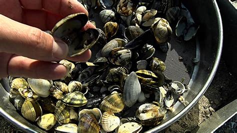 Réglementation sur la Pêche à la Palourde à l’Étang de Berre: Nouvelles Mesures