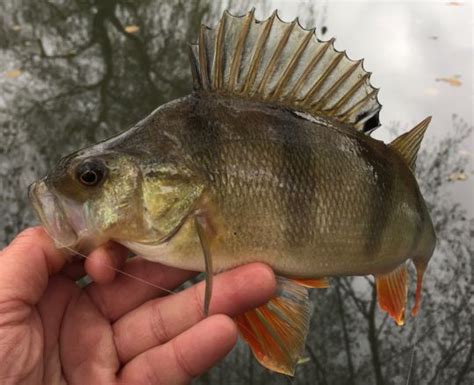 Comment adapter ses techniques de pêche en hiver pour capturer des perches en petite rivière?