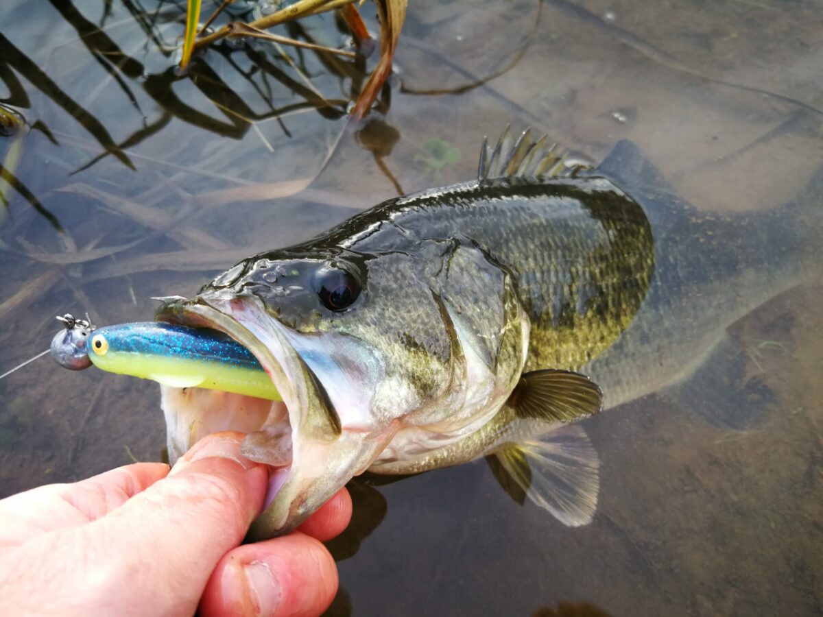 Comment optimiser la pêche du black-bass en hiver pour trouver les gros poissons ?