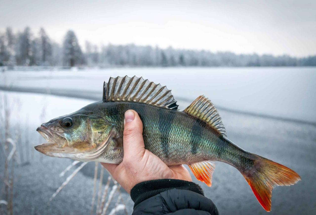 Comment pêcher les percidés en hiver ? Techniques et leurres adaptés