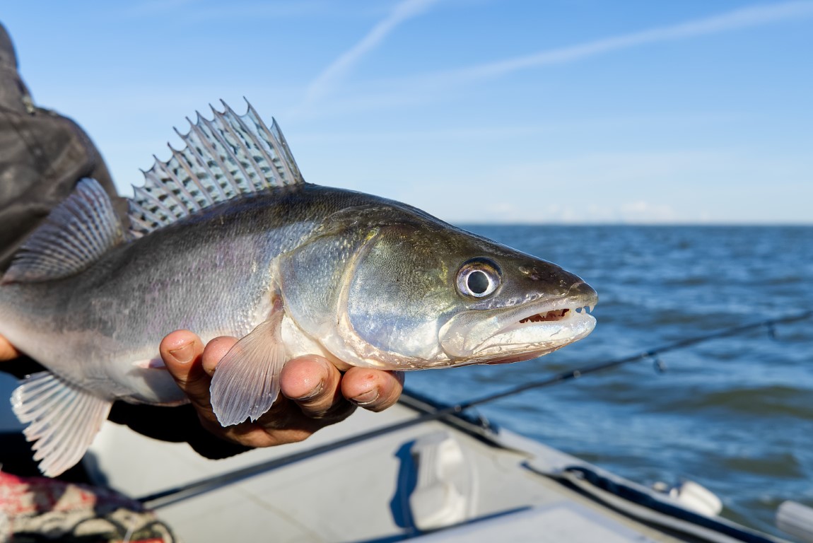 Comment réussir la pêche du sandre en linéaire ? Conseils et astuces indispensables