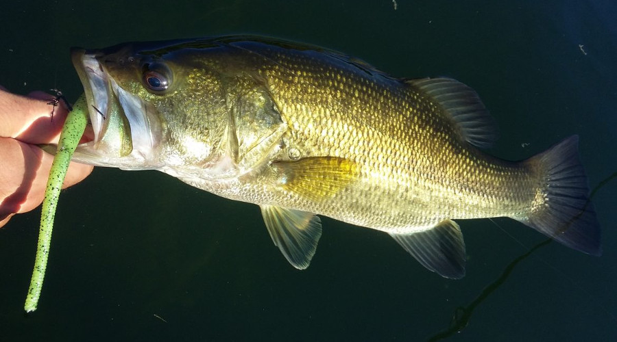 Quels sont les trois leurres les plus efficaces pour la pêche du black-bass en hiver ?